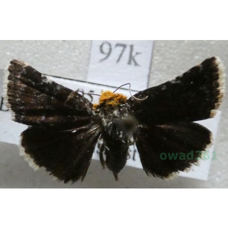 Apaustis rupicola (Denis & Schiffermüller, 1775) Bulgaria97k